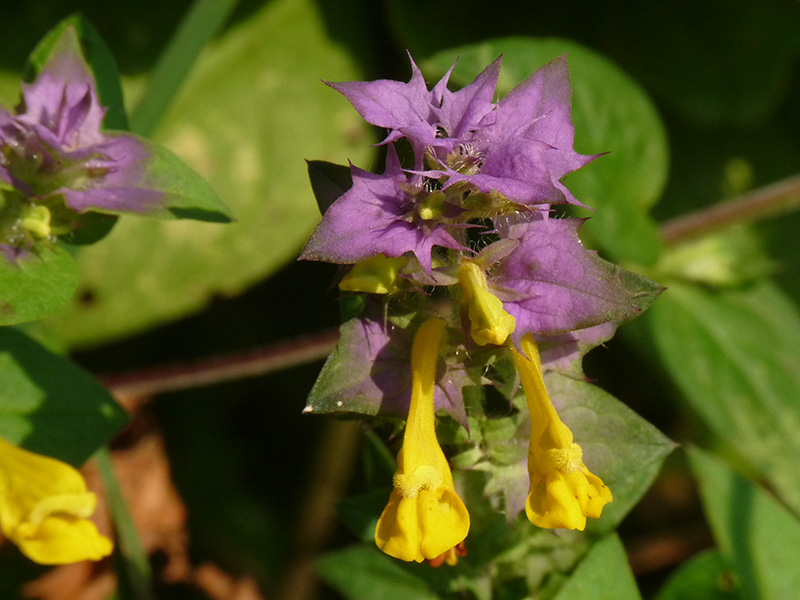 Melampyrum sylvaticum?